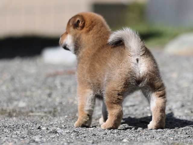 AI5I6525-puppy AI5I6525-puppy