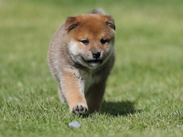 AI5I6541-puppy AI5I6541-puppy