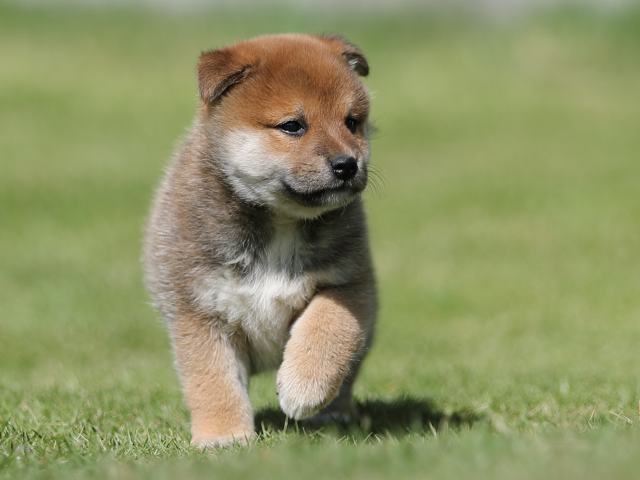 AI5I6555-puppy AI5I6555-puppy