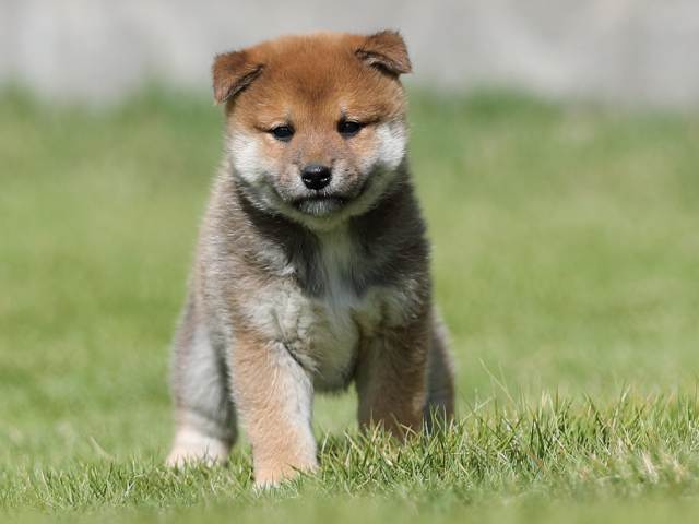 AI5I6608-puppy AI5I6608-puppy