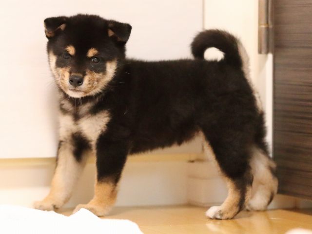 AI5I7997-puppy AI5I7997-puppy