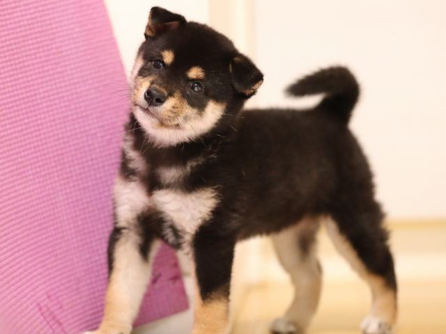 AI5I8018-puppy AI5I8018-puppy