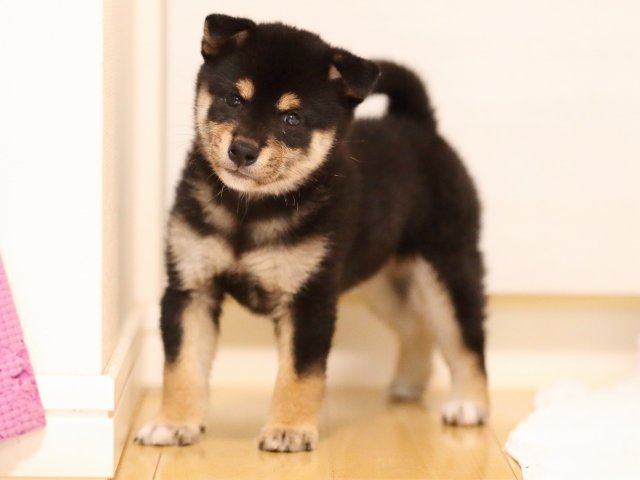 AI5I8034-puppy AI5I8034-puppy