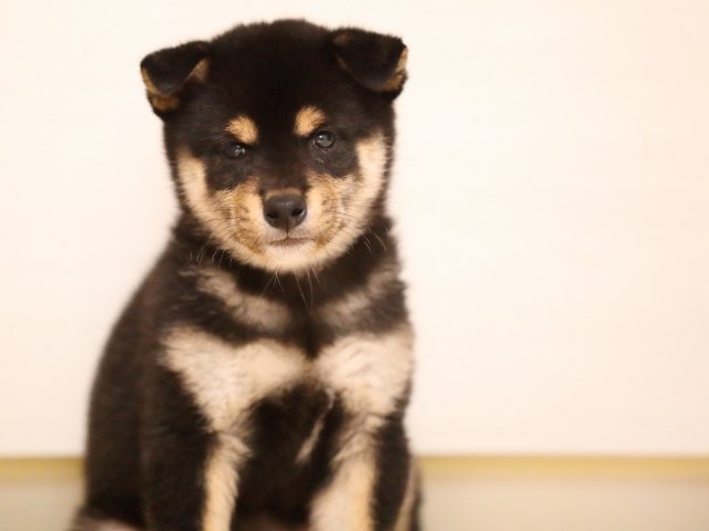 AI5I8054-puppy AI5I8054-puppy