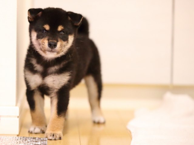 AI5I8063-puppy AI5I8063-puppy