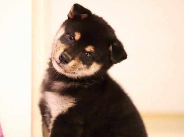 AI5I8118-puppy AI5I8118-puppy