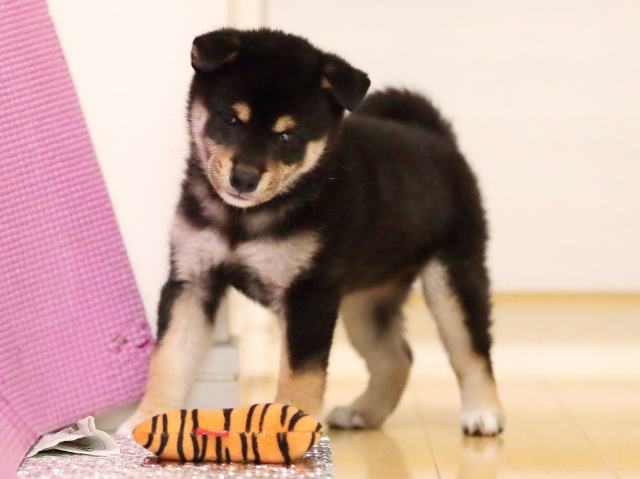 AI5I8205-puppy AI5I8205-puppy