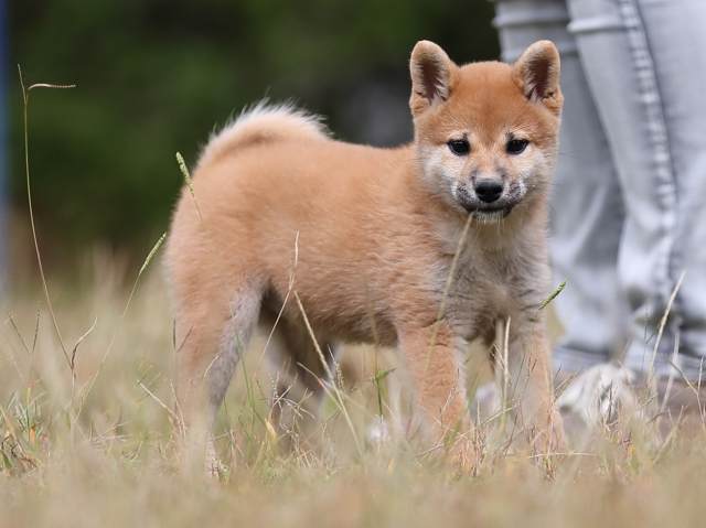 AI5I8234-puppy AI5I8234-puppy