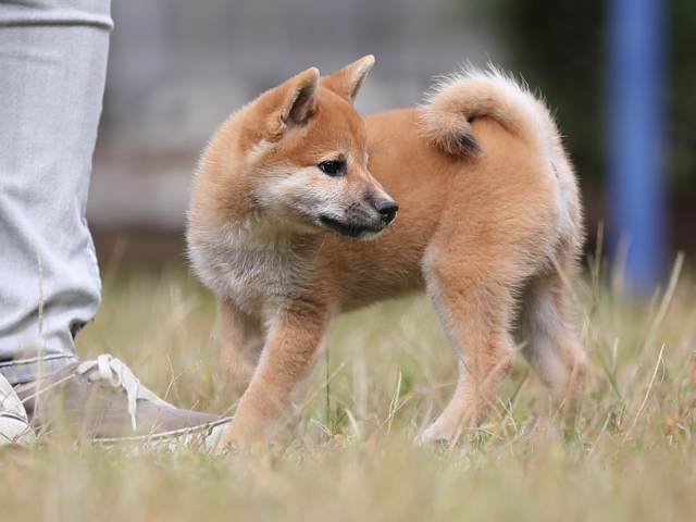 AI5I8253-puppy AI5I8253-puppy