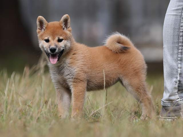 AI5I8277-puppy AI5I8277-puppy