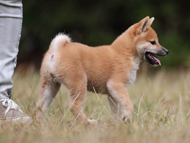 AI5I8296-puppy AI5I8296-puppy