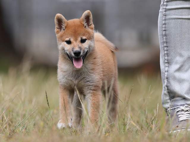 AI5I8304-puppy AI5I8304-puppy