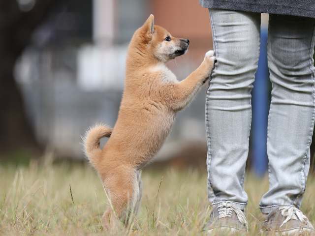 AI5I8320-puppy AI5I8320-puppy