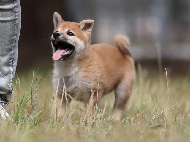 AI5I8331-puppy AI5I8331-puppy