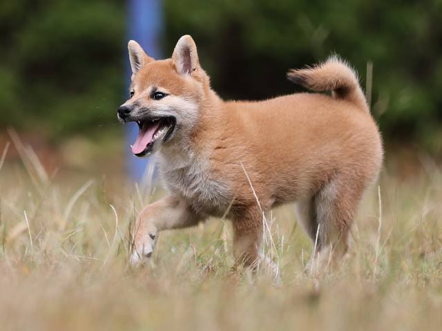 AI5I8353-puppy AI5I8353-puppy