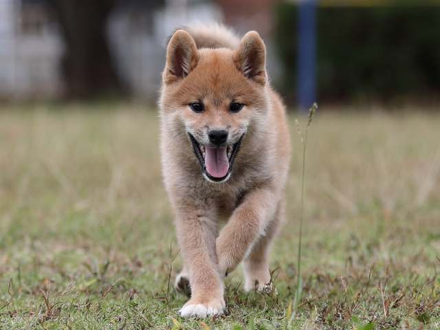 AI5I8398-puppy AI5I8398-puppy