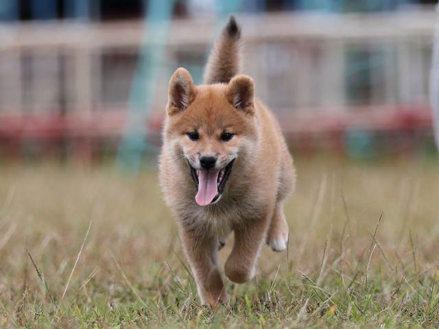 AI5I8423-puppy AI5I8423-puppy