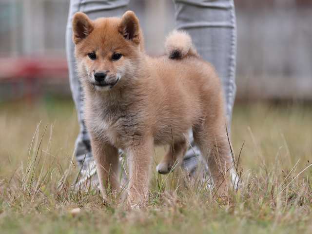 AI5I8431-puppy AI5I8431-puppy