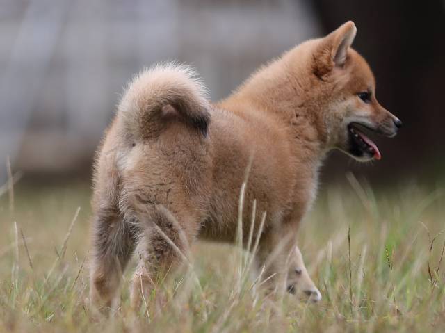 AI5I8453-puppy AI5I8453-puppy