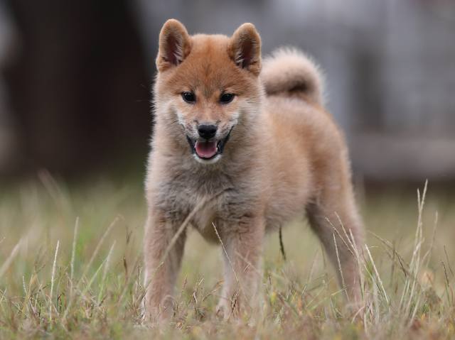 AI5I8467-puppy AI5I8467-puppy