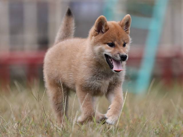 AI5I8475-puppy AI5I8475-puppy