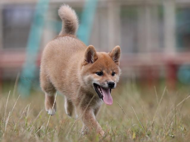 AI5I8478-puppy AI5I8478-puppy