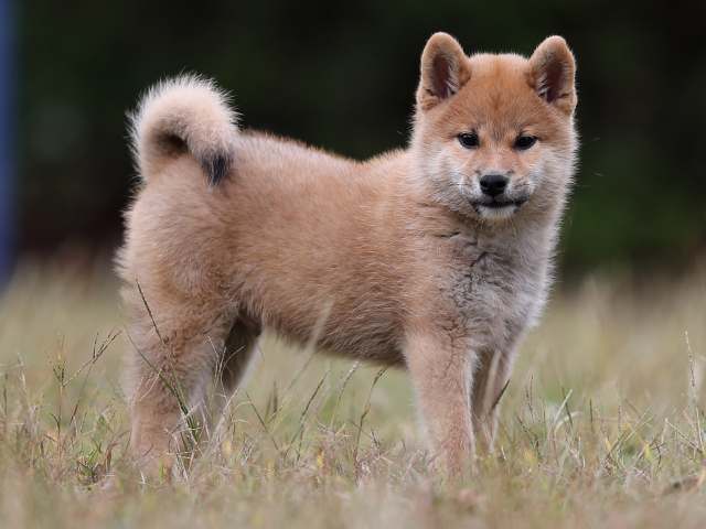 AI5I8500-puppy AI5I8500-puppy