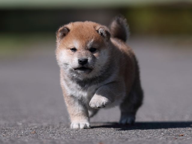 AI5I8779-puppy AI5I8779-puppy