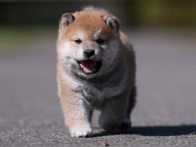 AI5I8782-puppy AI5I8782-puppy
