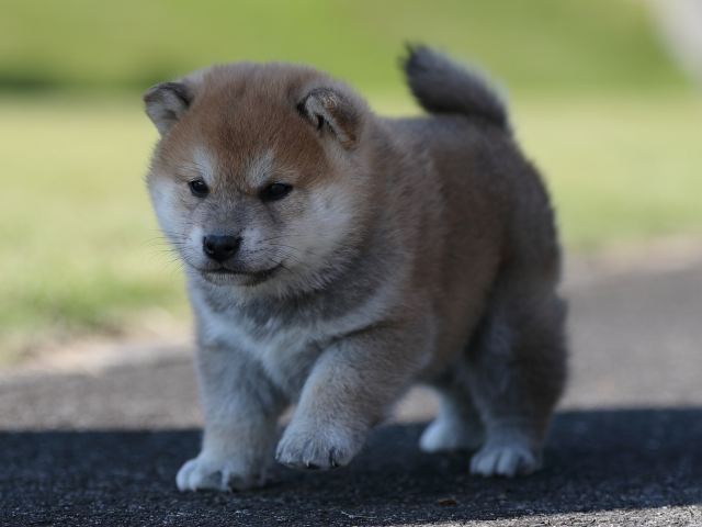 AI5I8801-puppy AI5I8801-puppy