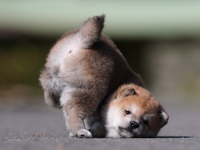 AI5I8821-puppy AI5I8821-puppy