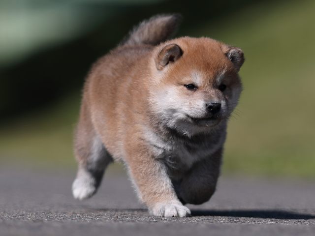 AI5I8844-puppy AI5I8844-puppy