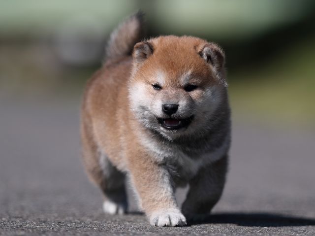 AI5I8886-puppy AI5I8886-puppy