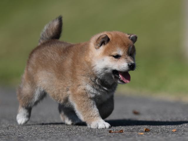 AI5I8915-puppy AI5I8915-puppy