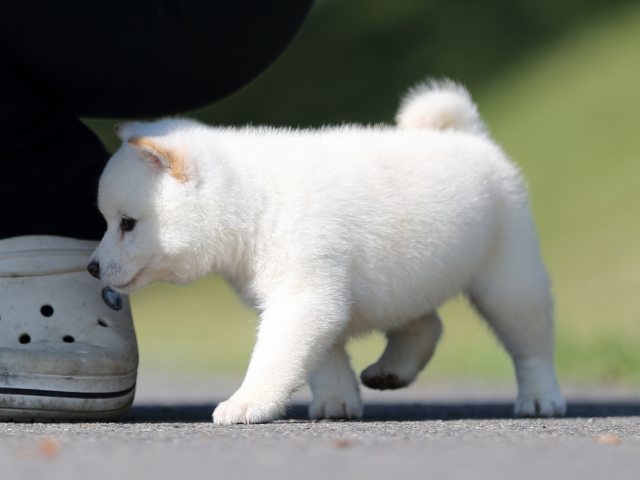 AI5I8939-puppy AI5I8939-puppy