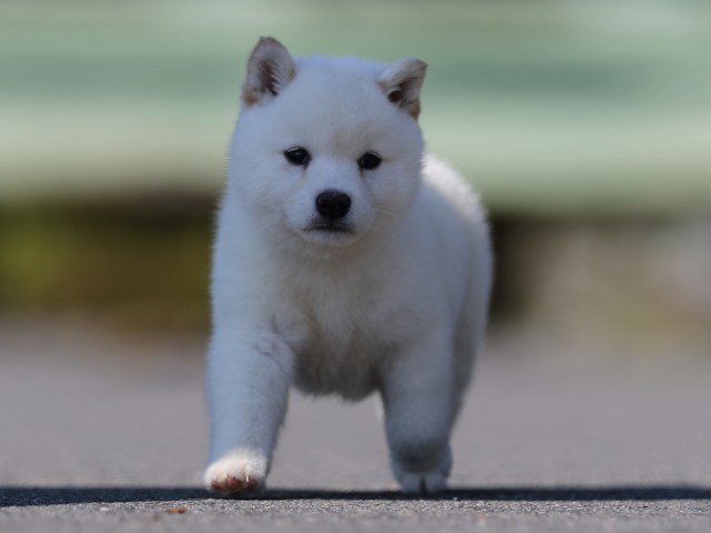 AI5I8953-puppy AI5I8953-puppy