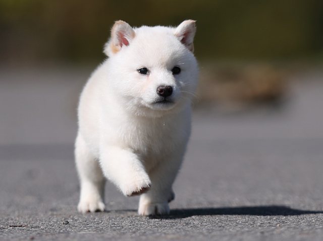 AI5I9043-puppy AI5I9043-puppy