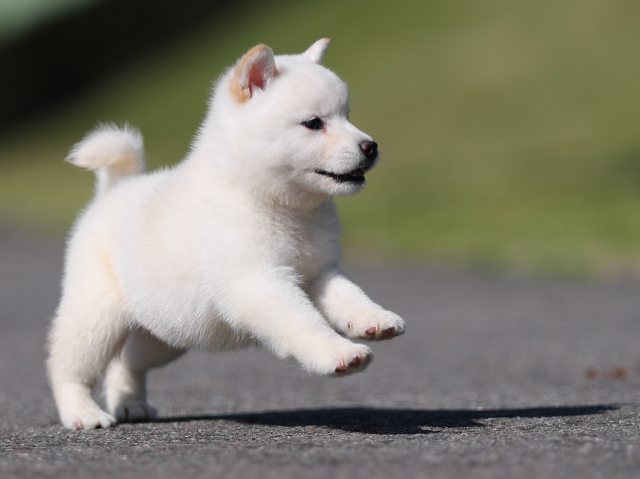 AI5I9076-puppy AI5I9076-puppy