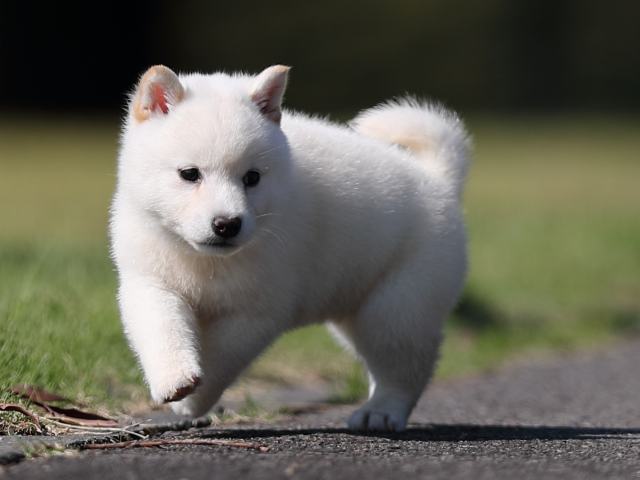 AI5I9082-puppy AI5I9082-puppy