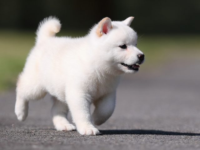 AI5I9095-puppy AI5I9095-puppy