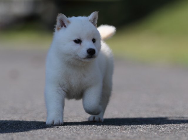 AI5I9106-puppy AI5I9106-puppy