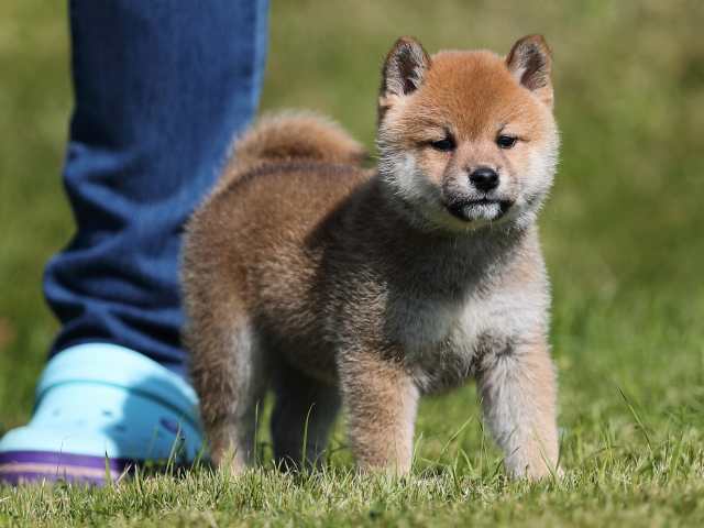 AI5I9243-puppy AI5I9243-puppy