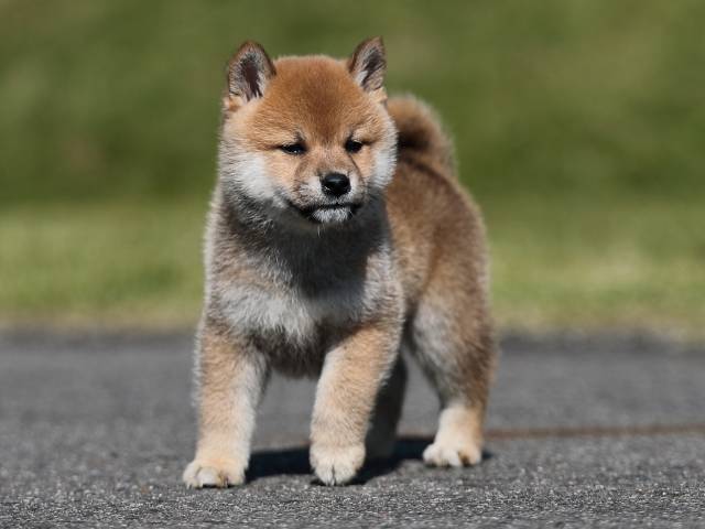 AI5I9392-puppy AI5I9392-puppy