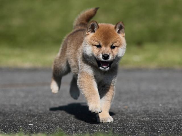 AI5I9400-puppy AI5I9400-puppy