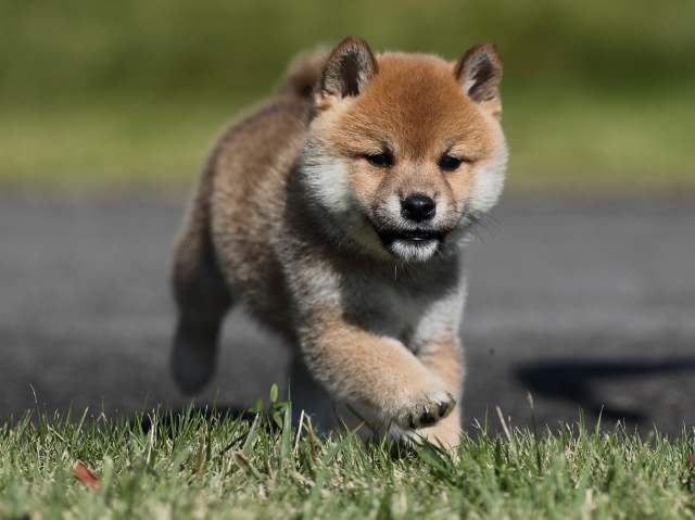 AI5I9408-puppy AI5I9408-puppy