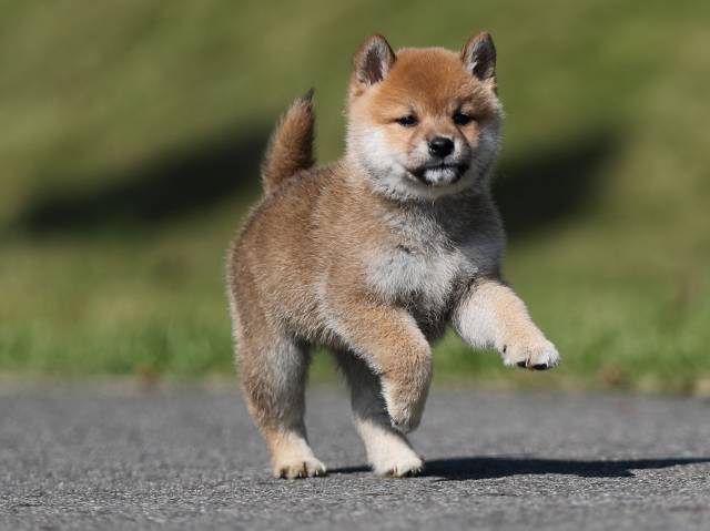 AI5I9424-puppy AI5I9424-puppy