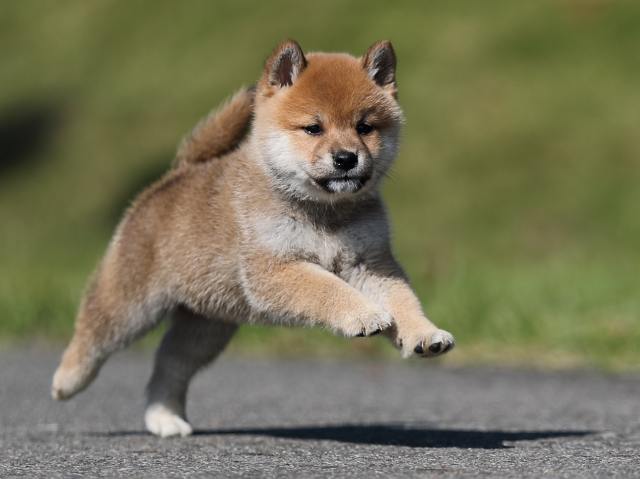 AI5I9425-puppy AI5I9425-puppy