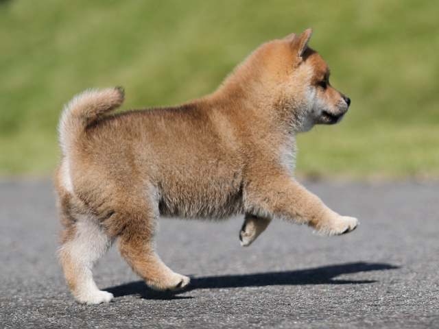 AI5I9518-puppy AI5I9518-puppy