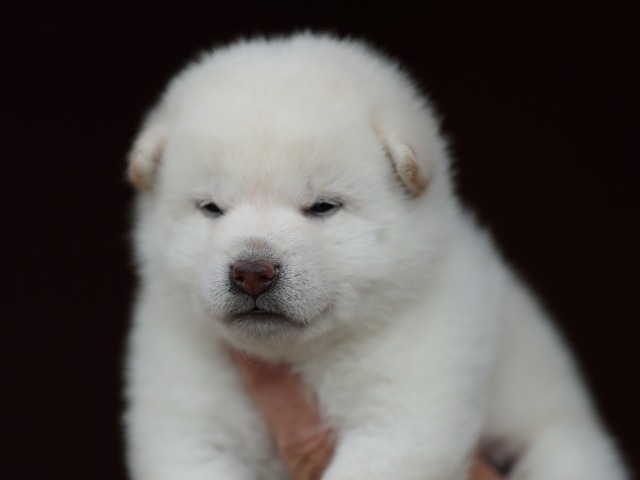 AI5I9676-puppy AI5I9676-puppy