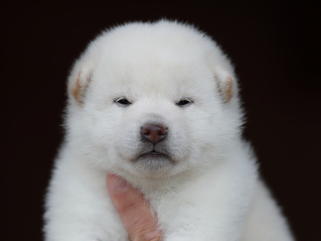 AI5I9679-puppy AI5I9679-puppy